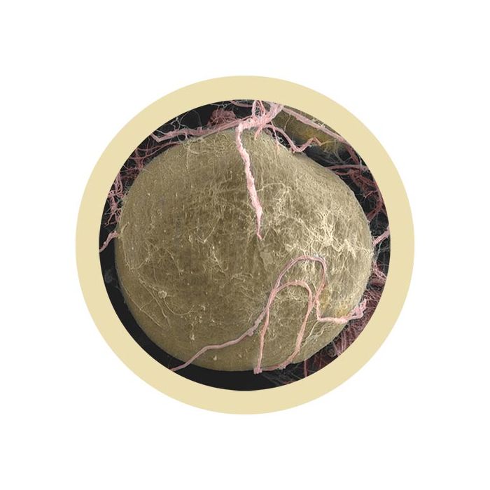 Fat Cell microbial