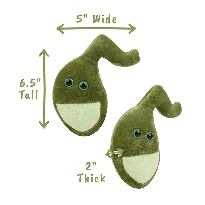 Gallbladder plush dimensions