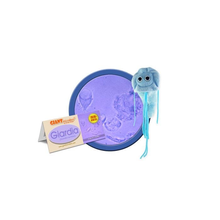 Giardia cluster