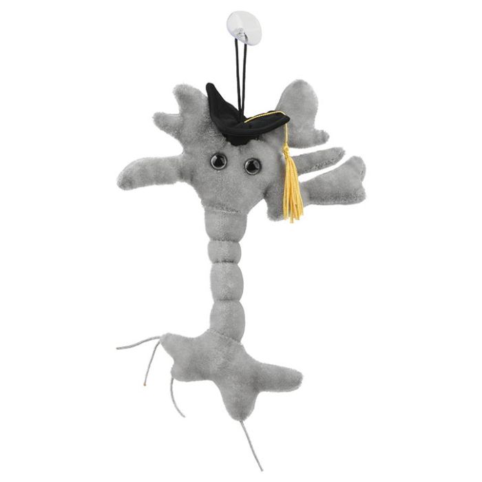 Graduation Brain Cell front view