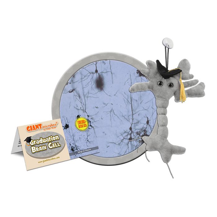 Graduation Brain Cell cluster