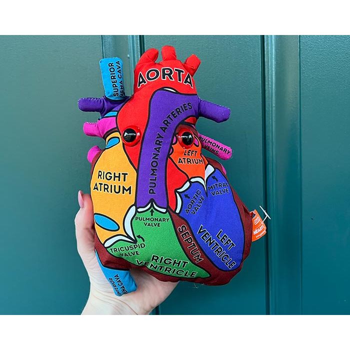 Heart model plush in hand