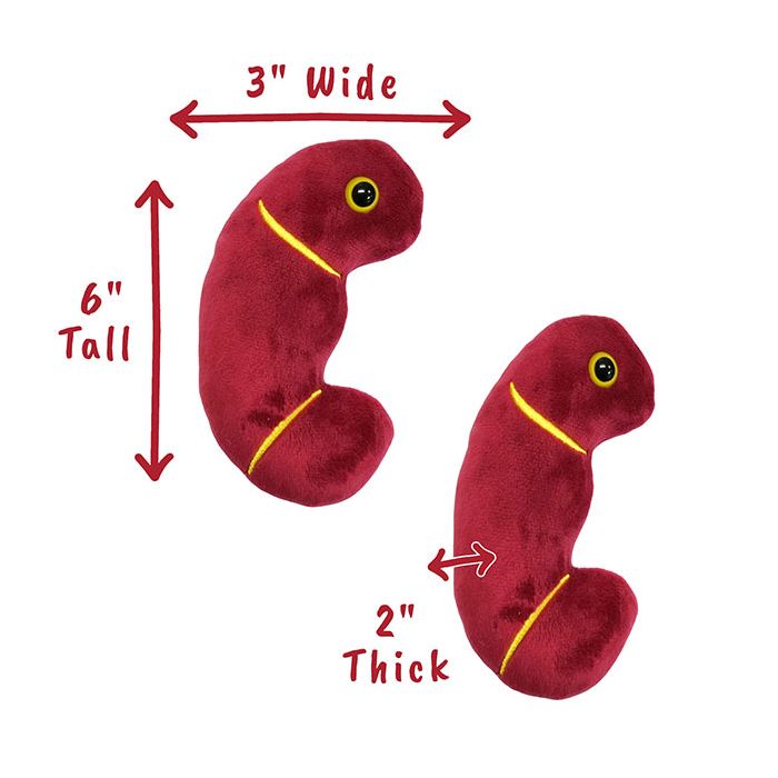 Kidney plush dimensions