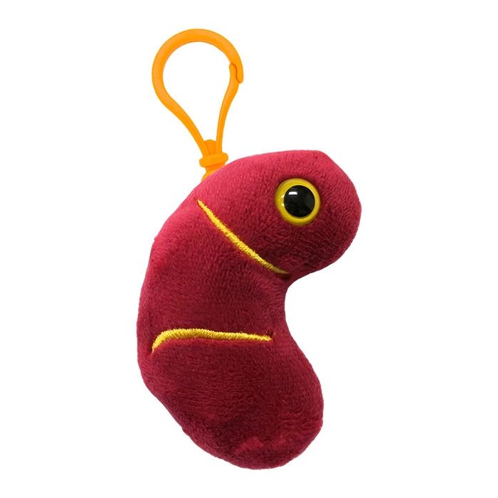 Kidney key chain