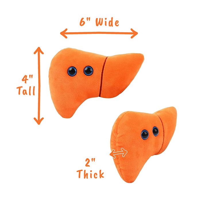 Liver plush dimensions