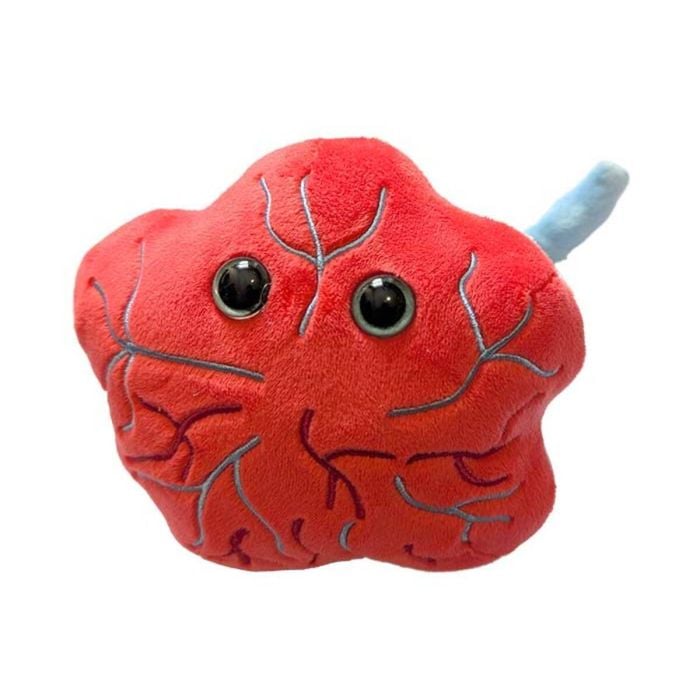 Placenta plush angle