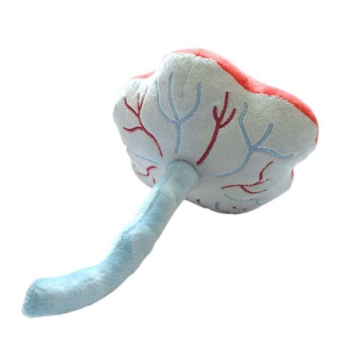 Placenta plush back