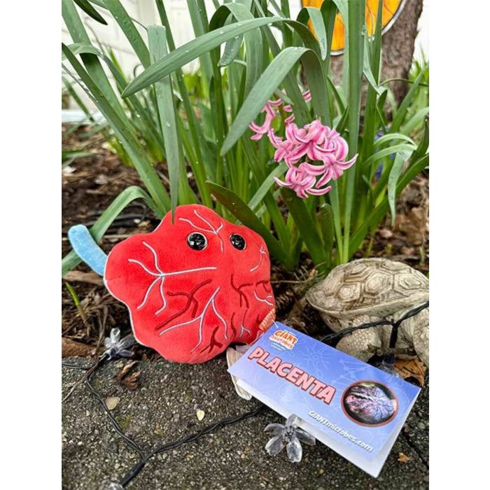 Placenta plush with flowers