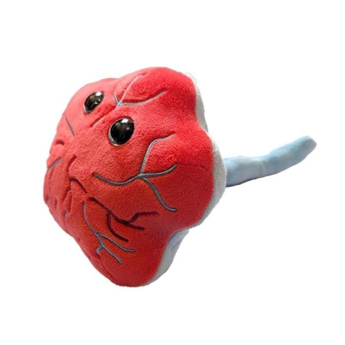 Placenta plush side