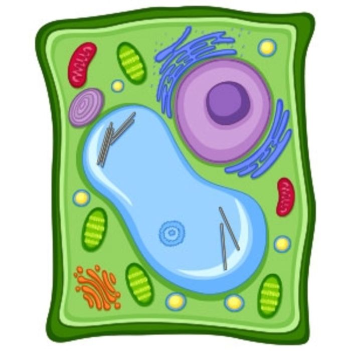 Plant Cell micro