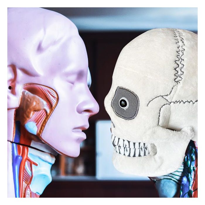 Skull looking at model