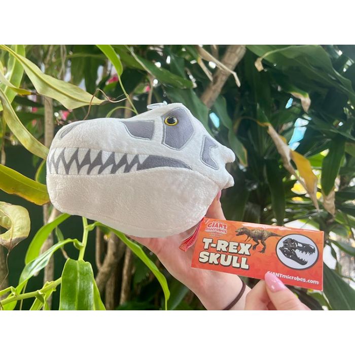 T. rex skull wildlife