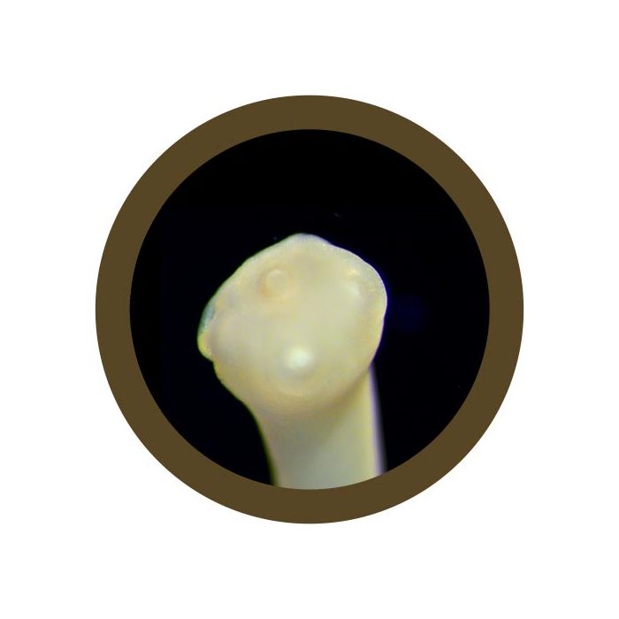 Tapeworm microbial