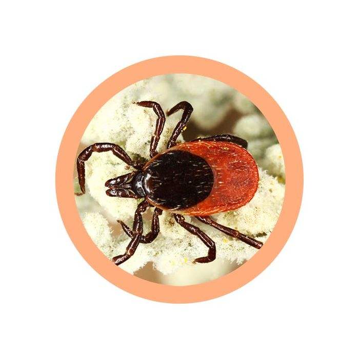 Tick microbial
