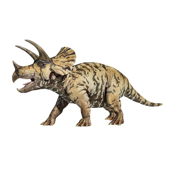 Triceratops dinosaur