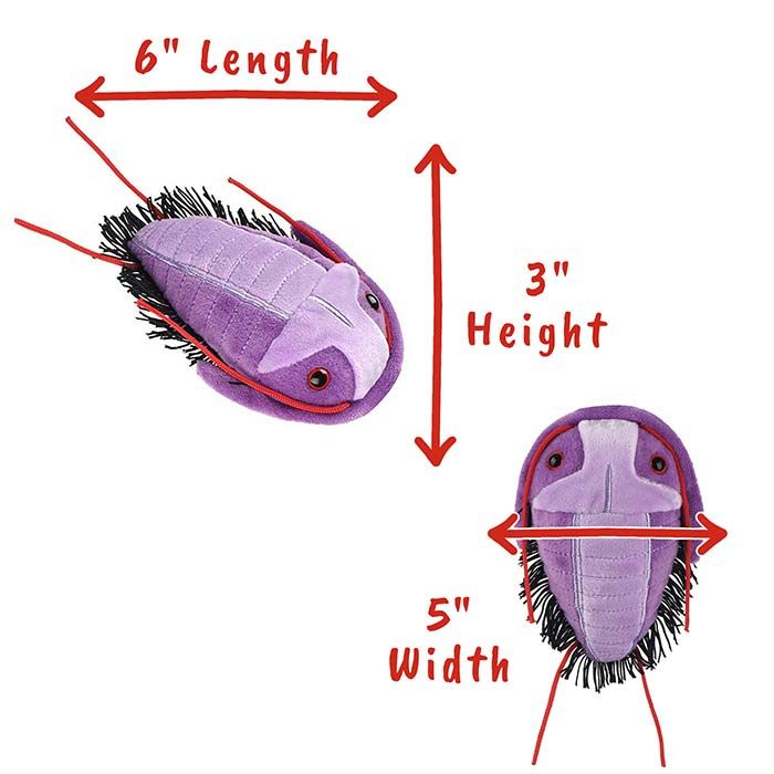 Trilobite dimensions