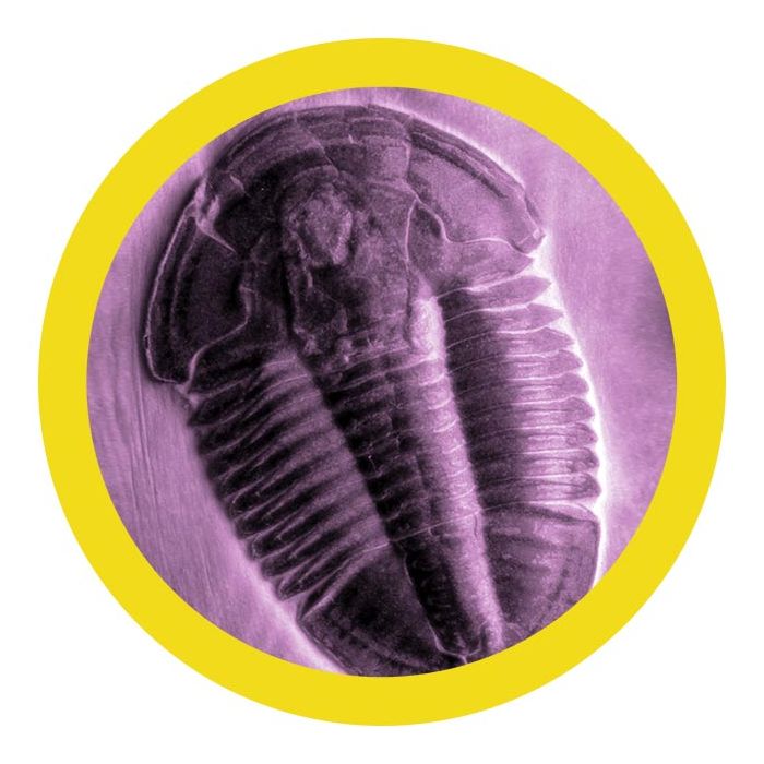 Trilobite scientific image