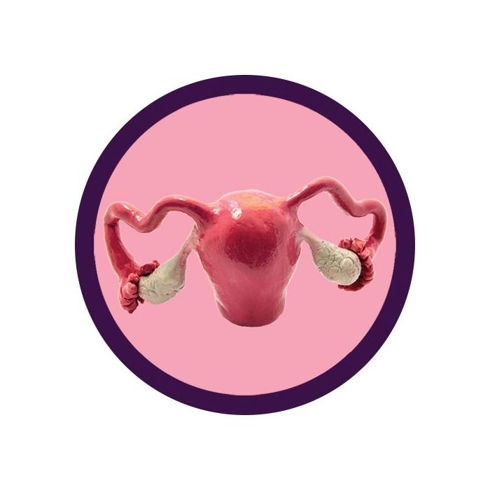 Uterus real image