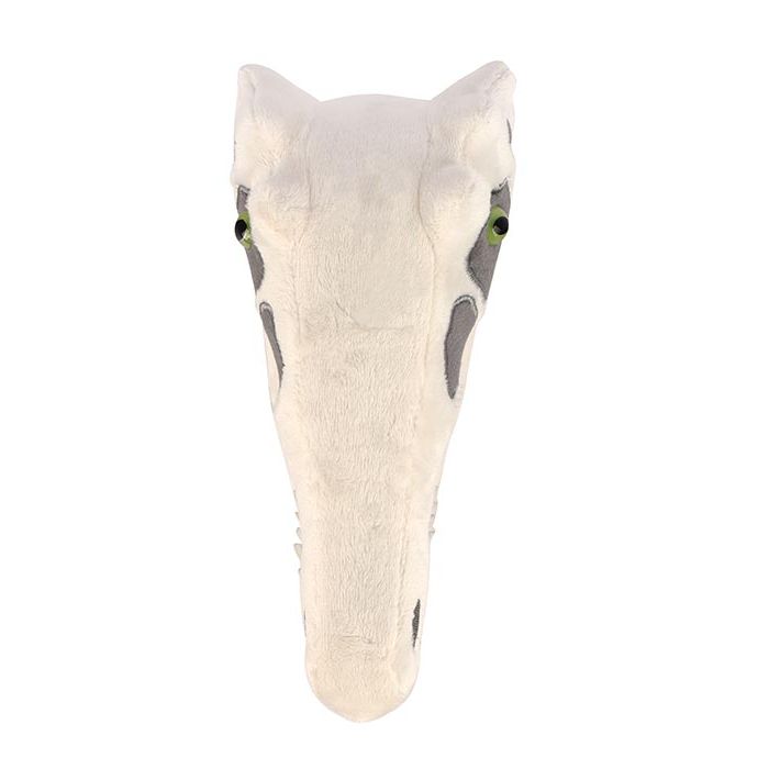 Velociraptor skull top