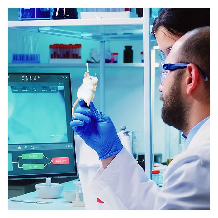 White Lab Mouse kc lab testing