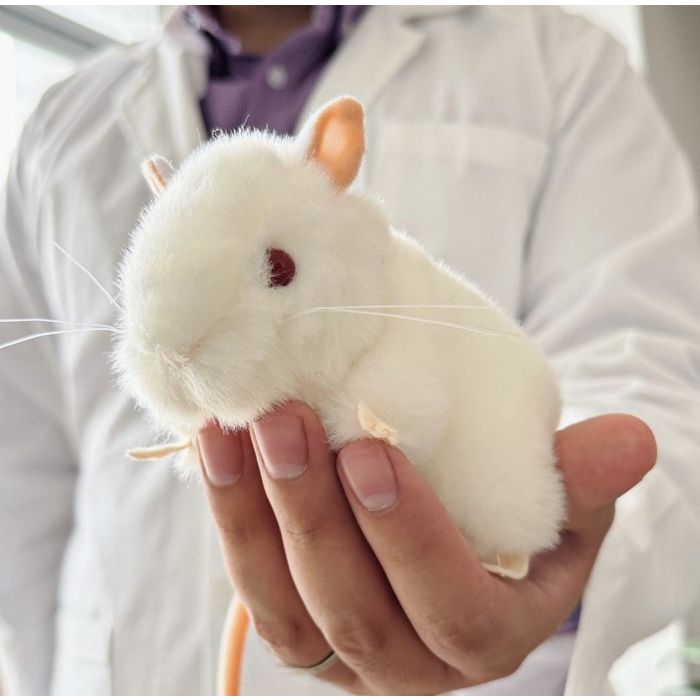 Lab Mouse in hand