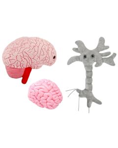 Brainy Deluxe 3-pack bundle