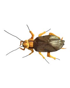 Cockroach front
