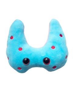 Hashimoto's plush front