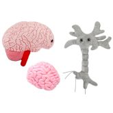 Brain Cell (Neuron)