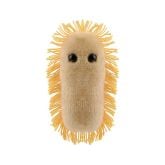 Ulcer (Helicobacter pylori)