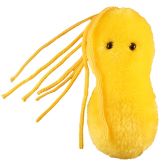 Ulcer (Helicobacter pylori)