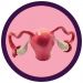 Uterus real image