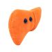 Liver plush angle