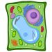 Plant Cell micro
