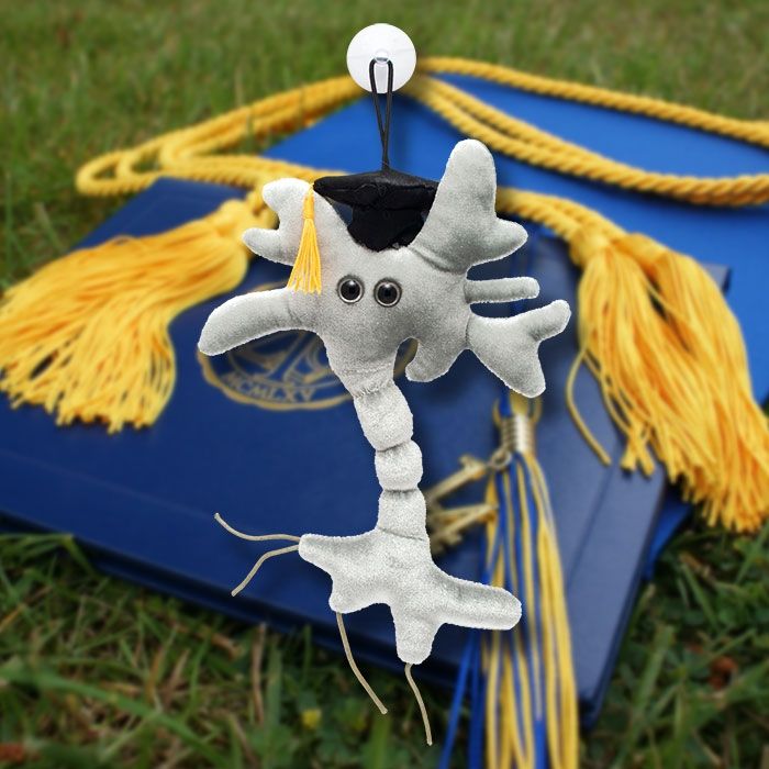 Graduation Brain Cell over diploma