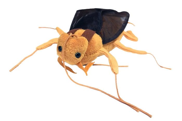 Cockroach front