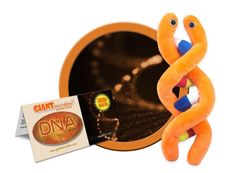 DNA cluster