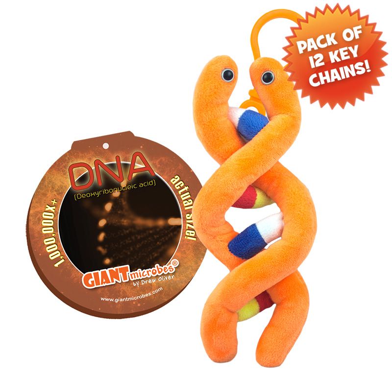 DNA key chain 12 pack