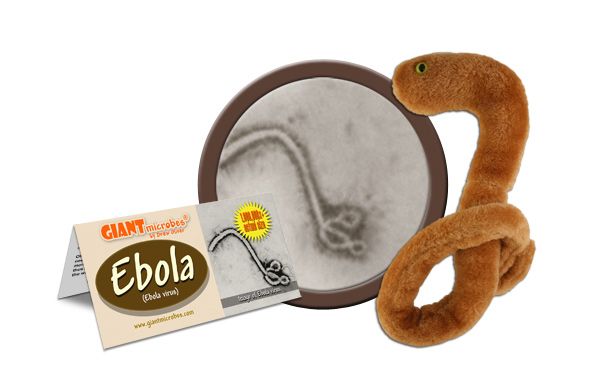 Ebola cluster