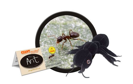 Black Ant cluster