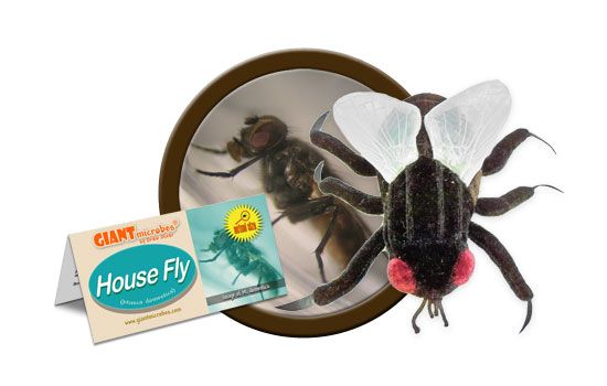 House Fly cluster